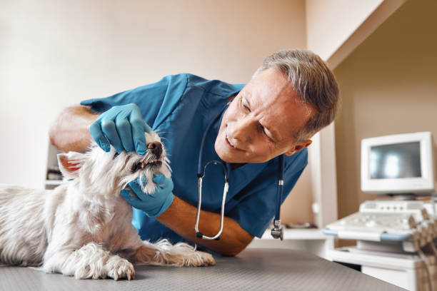 Best 24-Hour Emergency Dental Care in Fords Prairie, WA